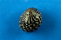 藏品(蜑螺)的圖片